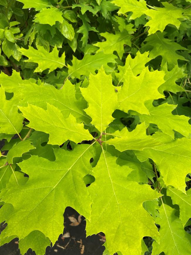 Quercus rubra 'Bolte's Gold'