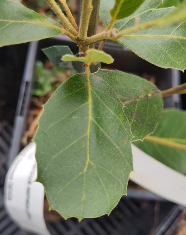 Quercus semecarpifolia