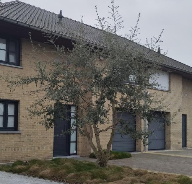 Quercus suber