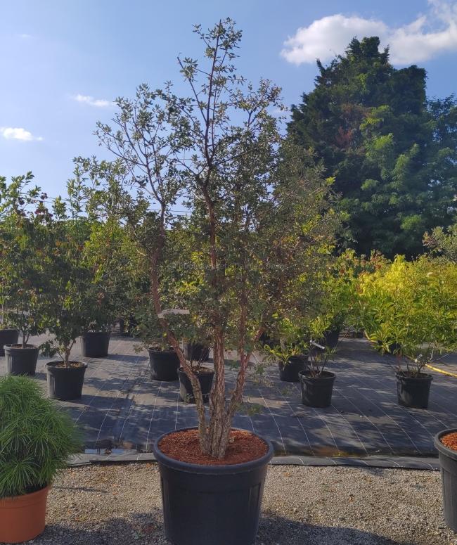 Quercus suber
