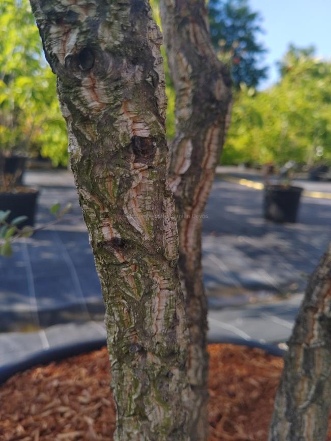 Quercus suber
