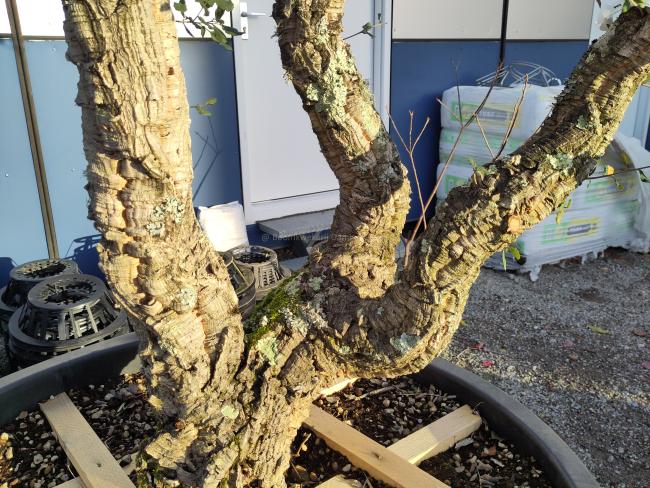 Quercus suber