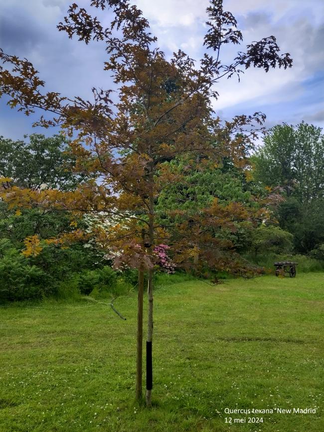 Quercus texana 'New Madrid'