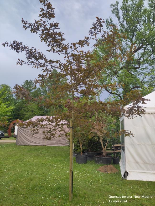 Quercus texana 'New Madrid'