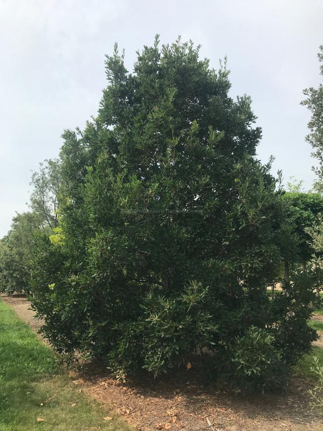 Quercus turneri 'Pseudoturneri' (x)