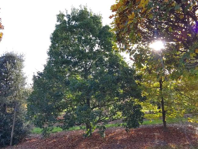 Quercus turneri 'Pseudoturneri' (x)