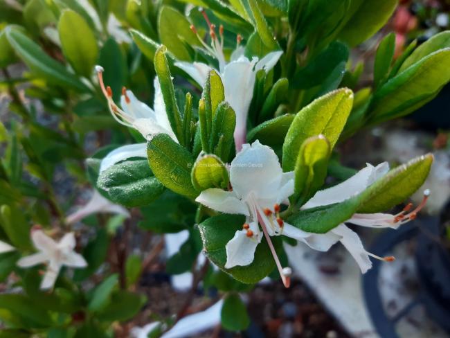 Rhododendron atlanticum