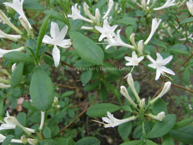 Rhododendron atlanticum
