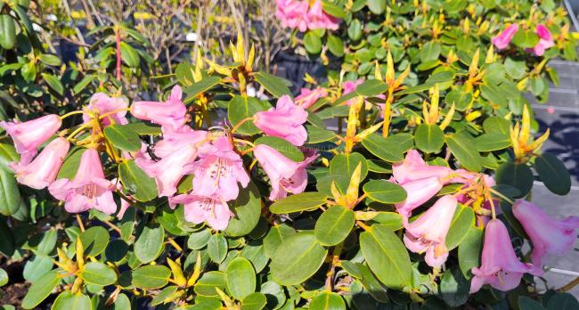 Rhododendron callimorphum