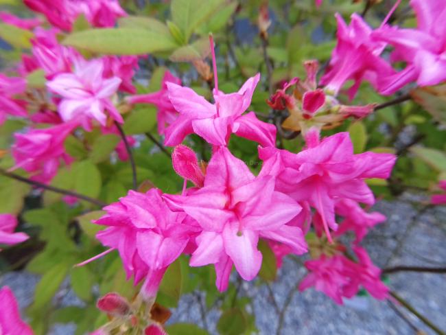 Rhododendron 'Chenille' (Azalea knaphill)