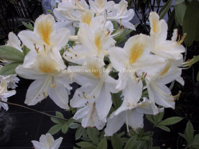 Rhododendron 'Daviesii' (Ghent Azalea)