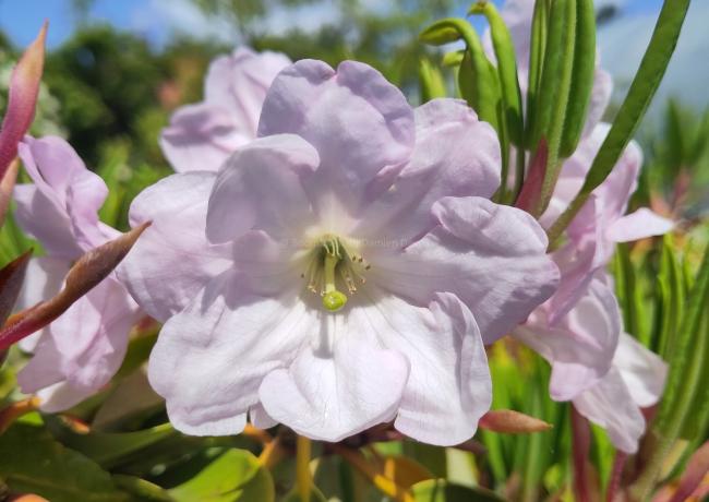 Rhododendron fortunei