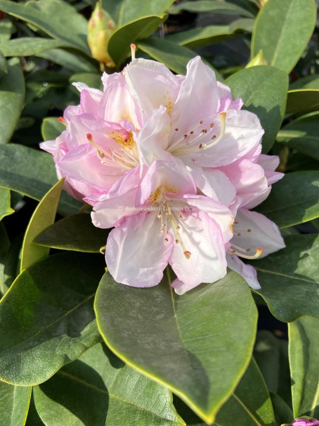 Rhododendron 'Gomer Waterer'