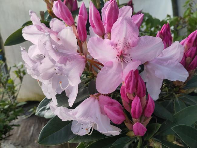 Rhododendron 'Halopeanum'