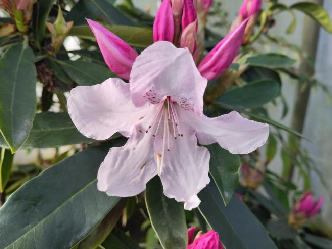 Rhododendron 'Halopeanum'