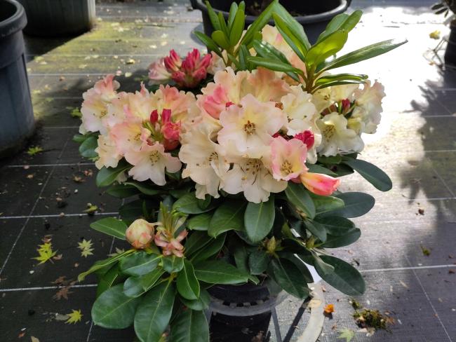 Rhododendron 'Horizon Monarch'