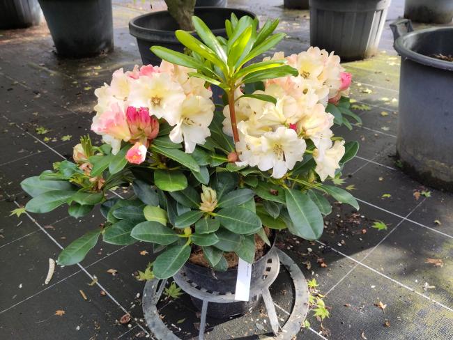 Rhododendron 'Horizon Monarch'