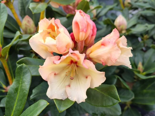 Rhododendron 'Horizon Monarch'