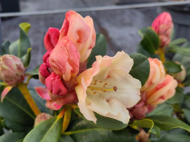 Rhododendron 'Horizon Monarch'