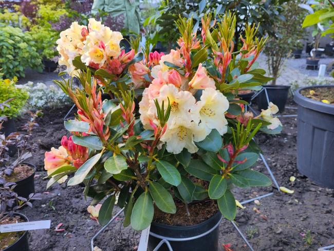 Rhododendron 'Horizon Monarch'