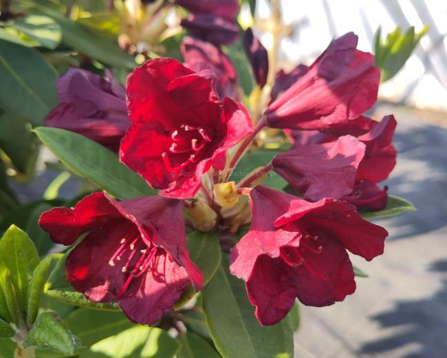 Rhododendron 'Impi'