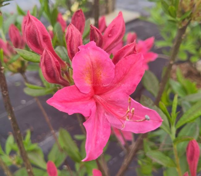 Rhododendron 'Jolie Madame' (Ghent Azalea)