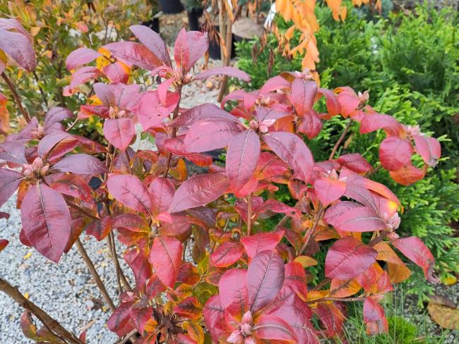 Rhododendron 'Jolie Madame' (Ghent Azalea)