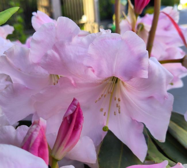 Rhododendron loderi 'Pink Diamond'