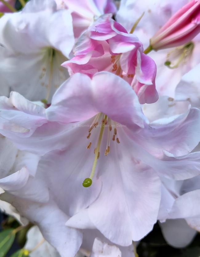 Rhododendron loderi 'Pink Diamond'