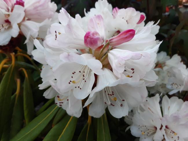 Rhododendron macabeanum