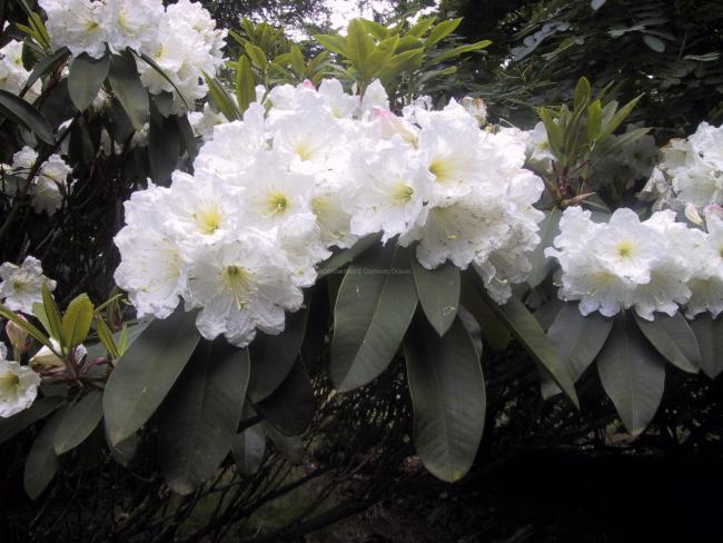 Rhododendron 'Polar Bear'