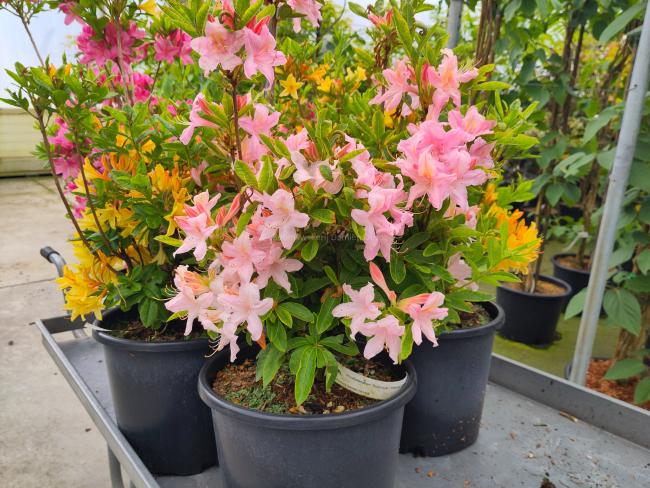 Rhododendron 'Replique' (Viscosa Azalea)