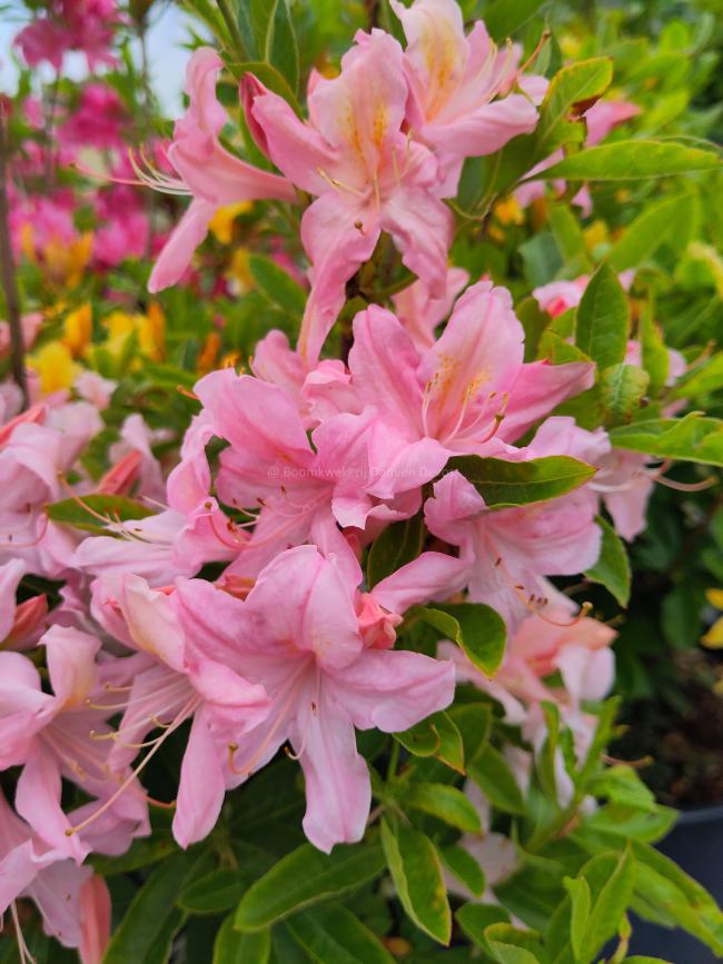 Rhododendron 'Replique' (Viscosa Azalea)