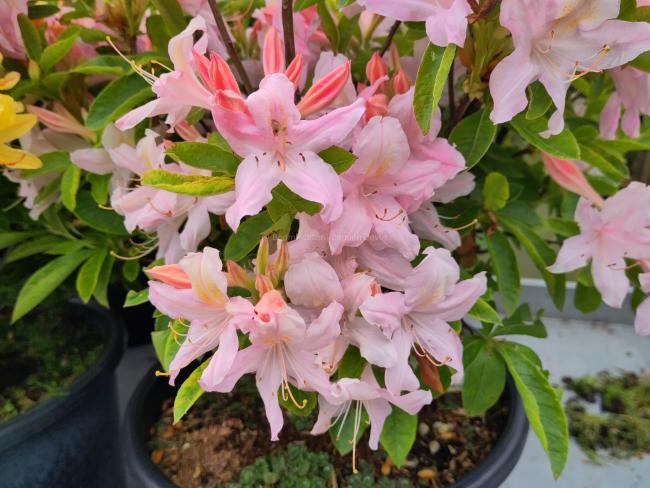 Rhododendron 'Replique' (Viscosa Azalea)