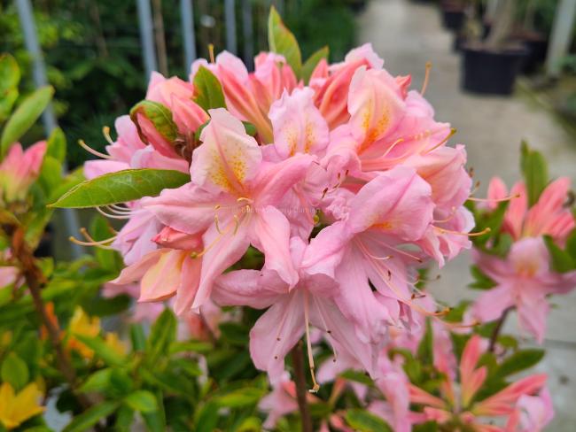 Rhododendron 'Replique' (Viscosa Azalea)