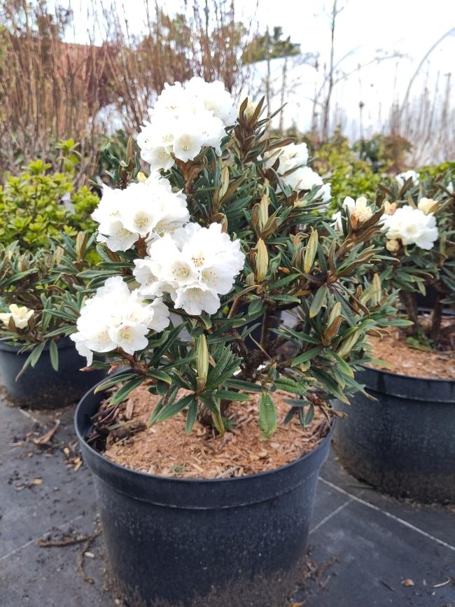 Rhododendron roxieanum var oreonastes