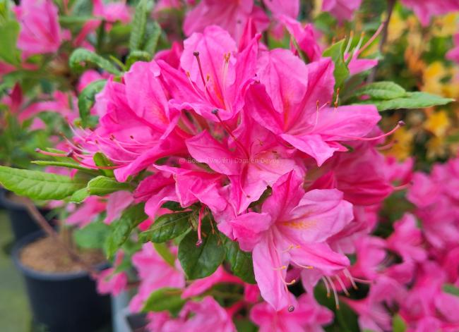 Rhododendron 'Rosata' (AZ)