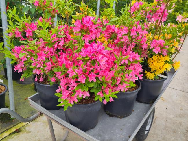 Rhododendron 'Rosata' (AZ)