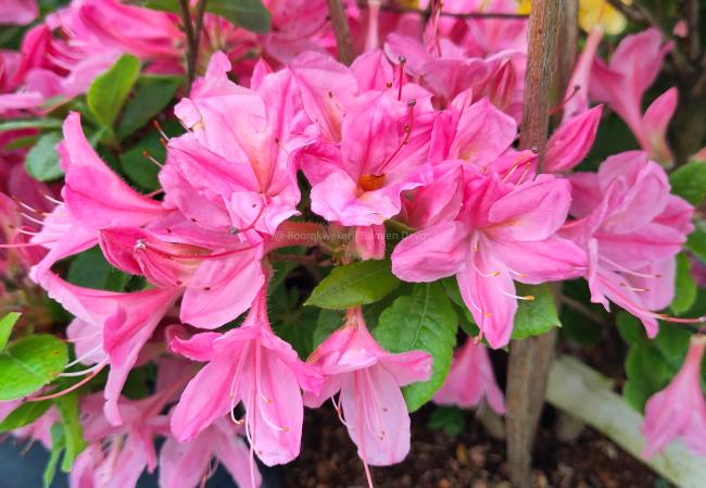 Rhododendron 'Rosata' (AZ)