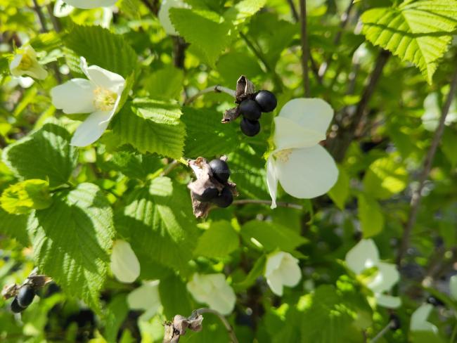 Rhodotypos scandens