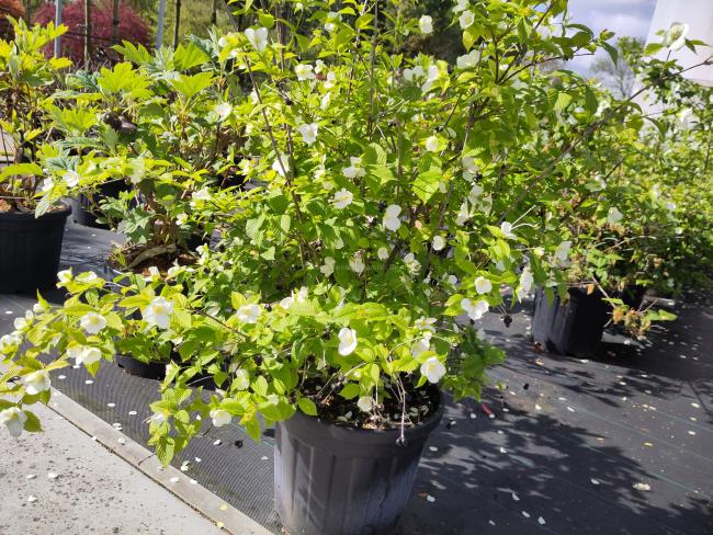 Rhodotypos scandens