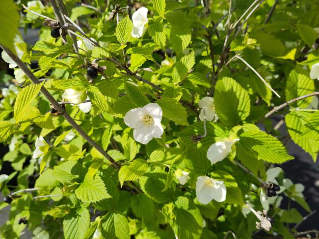 Rhodotypos scandens