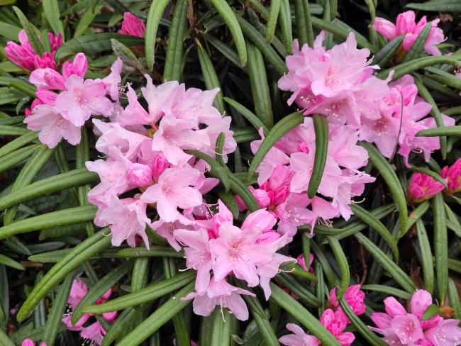 Rhododendron schlippenbachii (A. schlippenbachii)