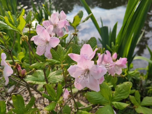 Rhododendron schlippenbachii (A. schlippenbachii)