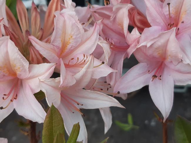 Rhododendron 'Soir de Paris' (Viscosa Azalea)