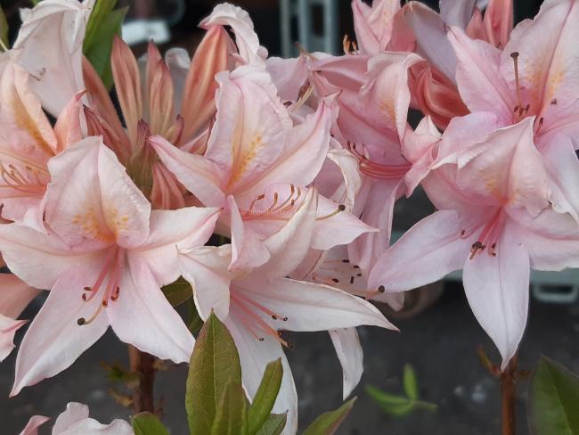 Rhododendron 'Soir de Paris' (Viscosa Azalea)
