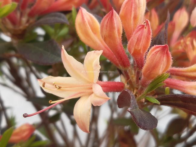 Rhododendron 'Sweet Smelling Salmon' (AZ)