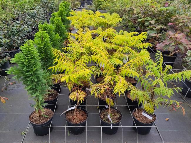 Rhus typhina 'Tiger Eyes' ® 