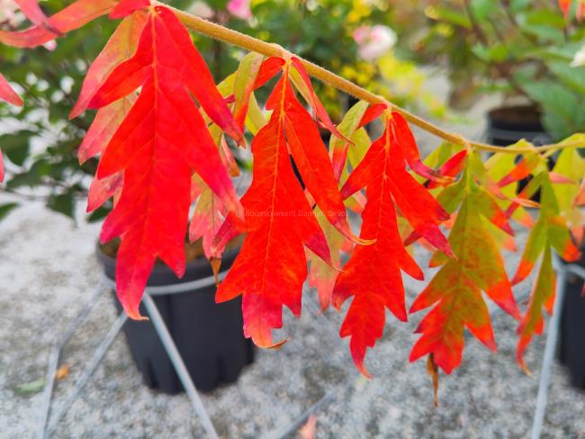 Rhus typhina 'Tiger Eyes' ® 