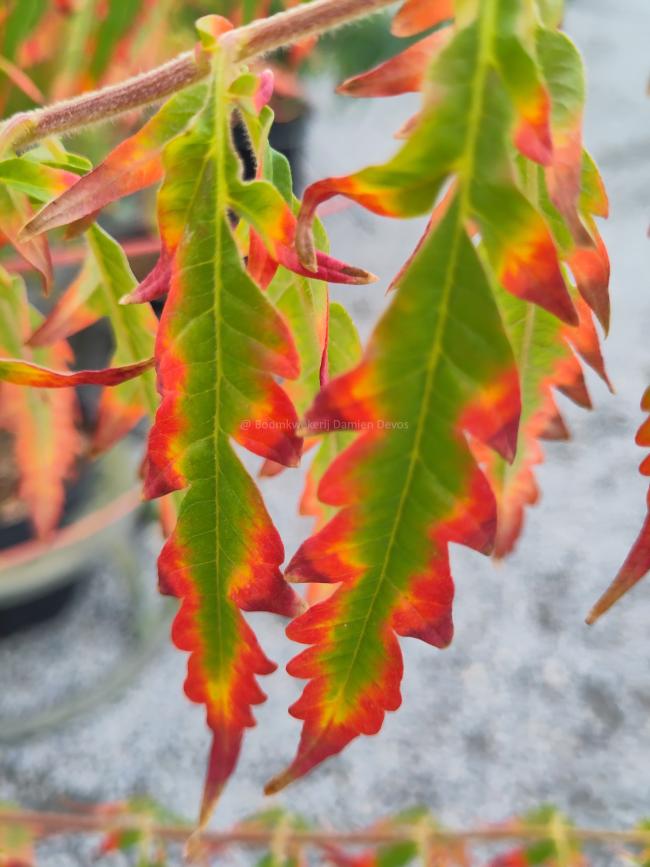 Rhus typhina 'Tiger Eyes' ® 